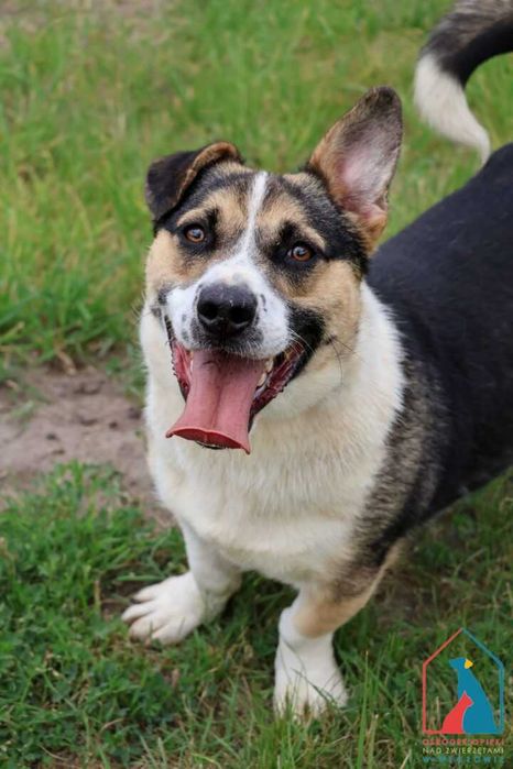 MŁODY, WESOŁY, aktywny, uwielbia aportować piłeczki