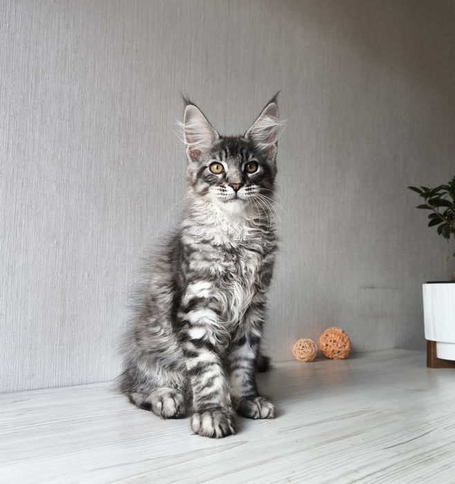 Мейн кун. Мальчик!