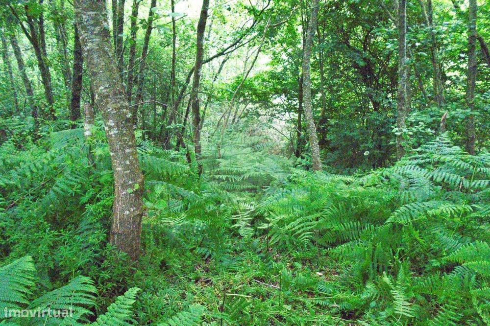 Terreno  para venda