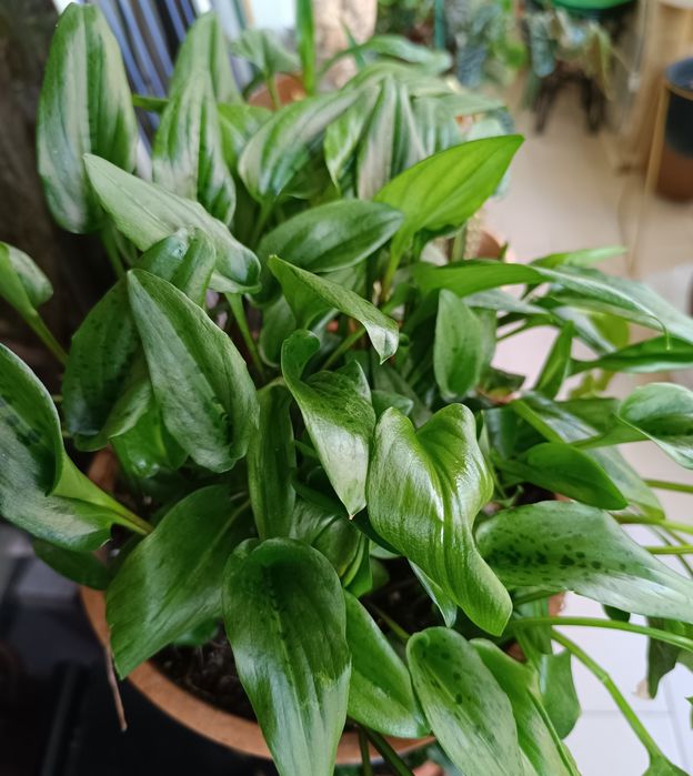 Planta leopardo em vaso de barro