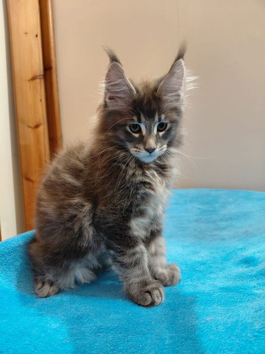 Maine Coon macho