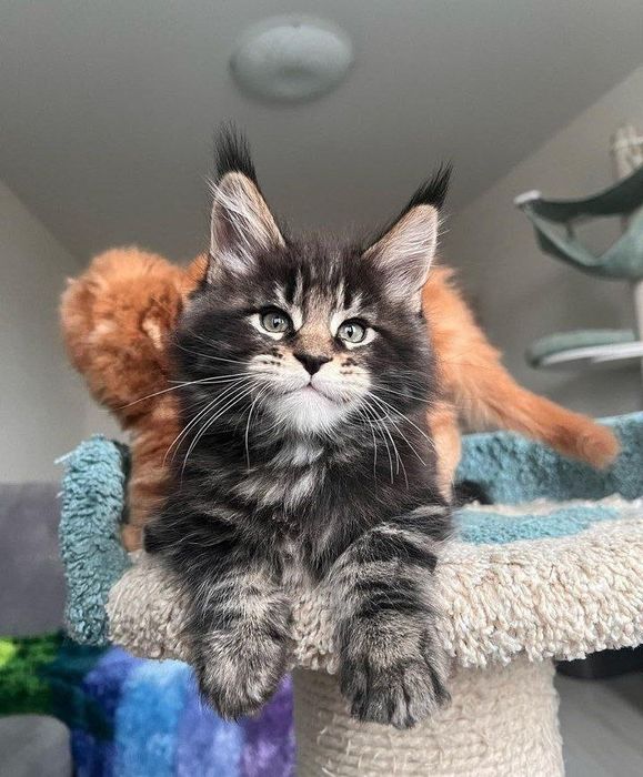 Мейнкуны на продажу