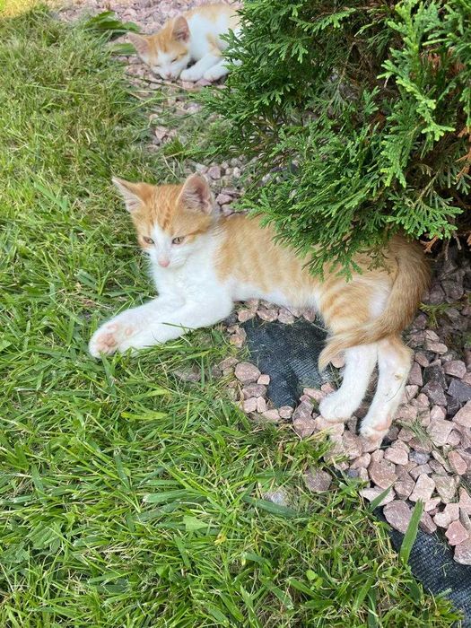 Віддам кошеня безкоштовно