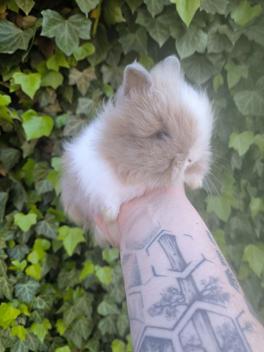 Króliczek Karzełek Teddy mini króliki metryka