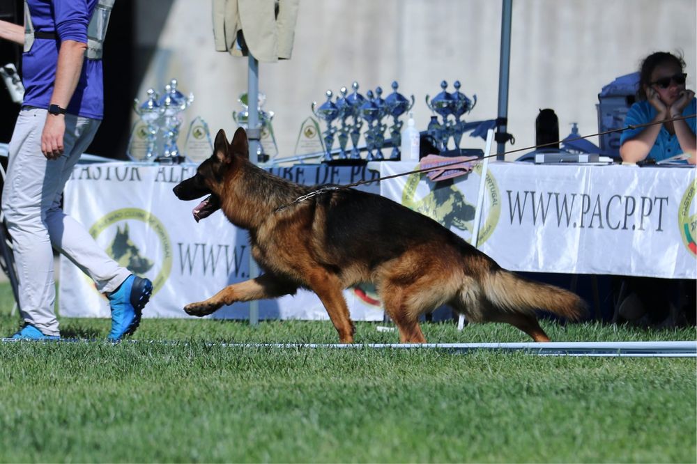 Fêmea Pastor Alemão com LOP e Afixo