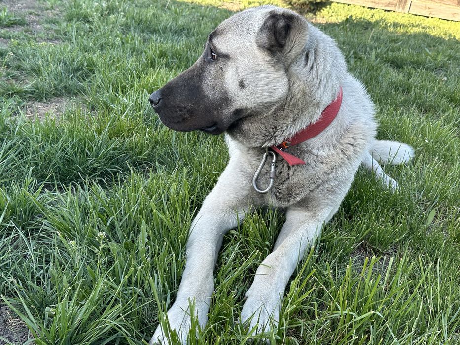 Вязка кобеля Кангала