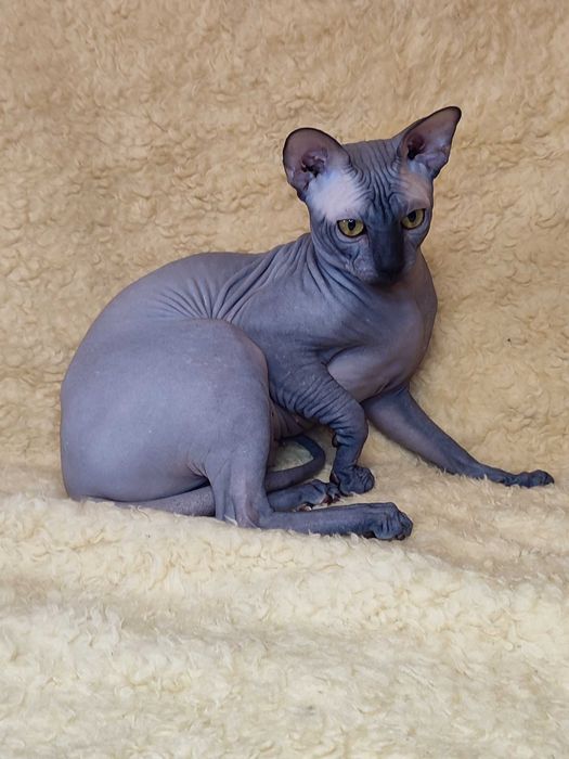 Канадская девочка