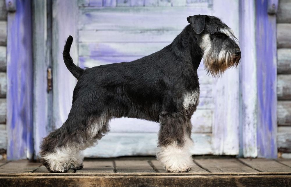 Sznaucer miniaturowy czarno-srebrny