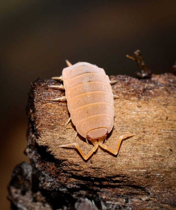Isopodes e Colembolos