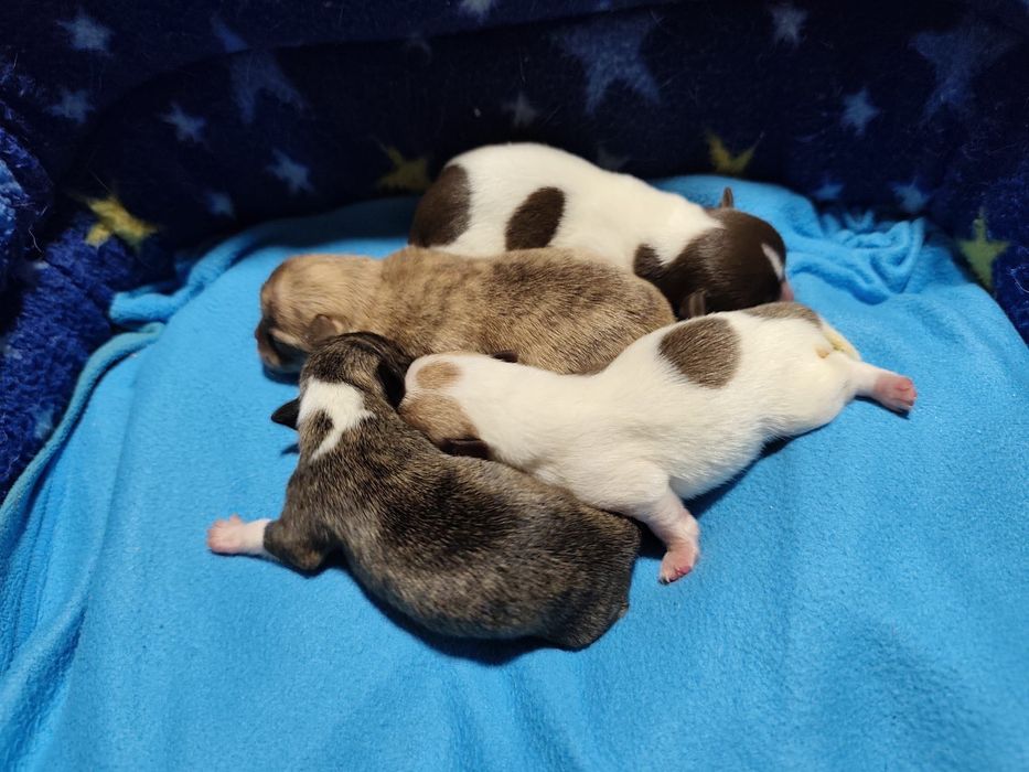 Último da ninhada Chihuahua macho