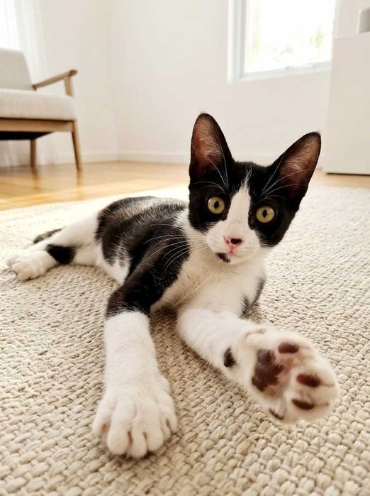 Setúbal e arredores / Margem Sul — MIKA, gatinha para adoção
