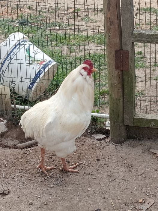Galo araucana branco