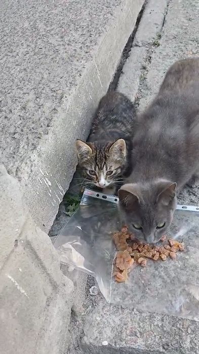 красиве маленьке  кошеня 2, 5 міс