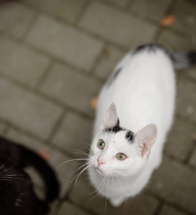 Kociaki z tęsknotą czekają na domy