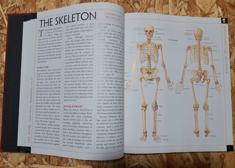 Body: The Complete Human