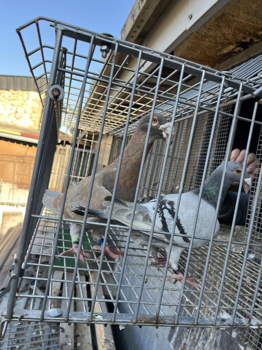 Gołębie rzeszowskie