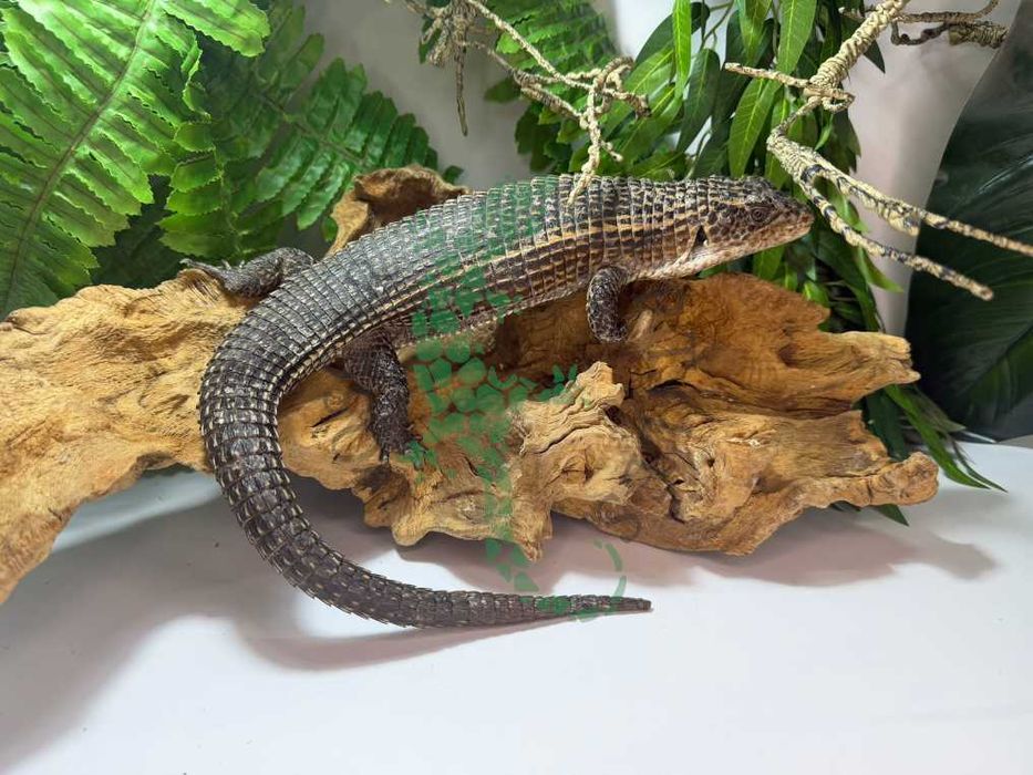 Tarczołusk Sudański Tarczołuski Sudańskie nie agama Chojnice