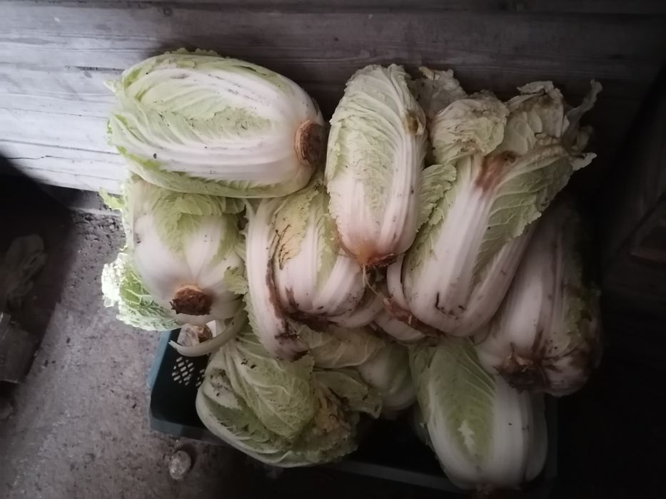 Kapusta pekińska odpadowa ekologiczna  wysyłka inpost paczkomat