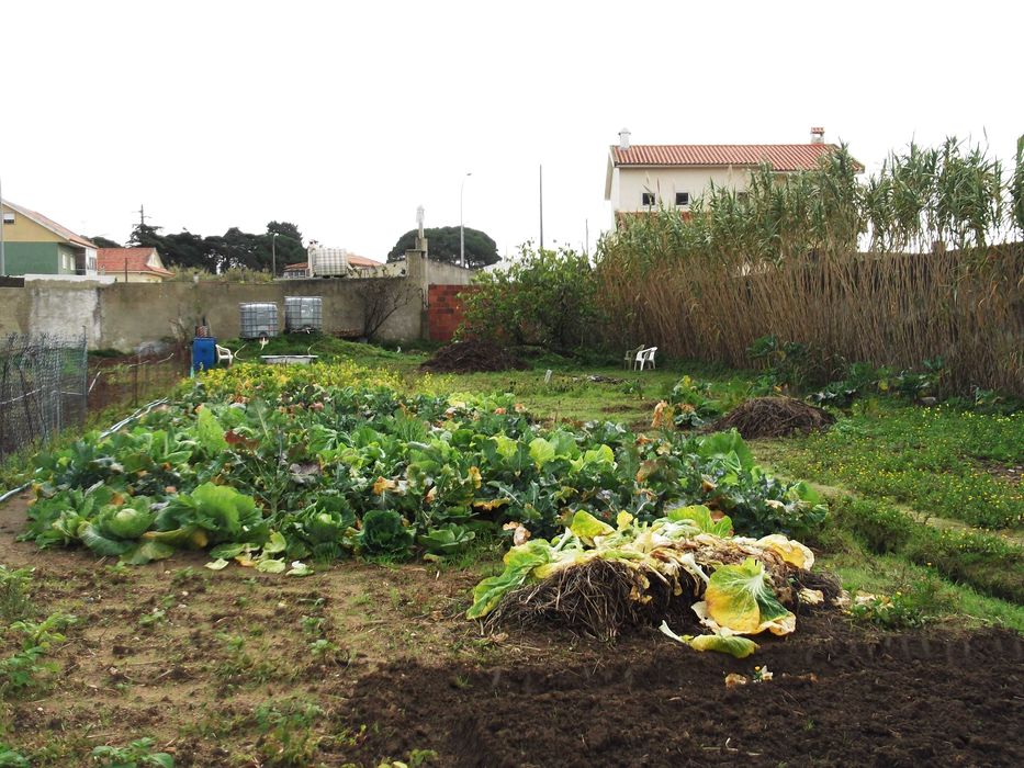 Terreno com Ruína e Projeto: Vista Serra de Sintra (Sacotes)
