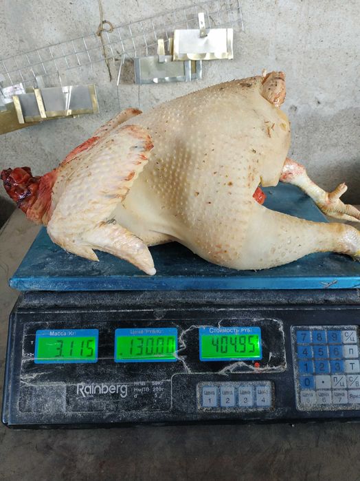 Продам мясо молодого домашнего петушка