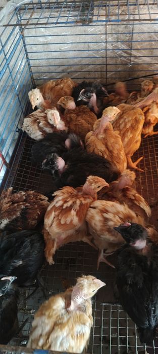 Kurczaki gołoszyjki