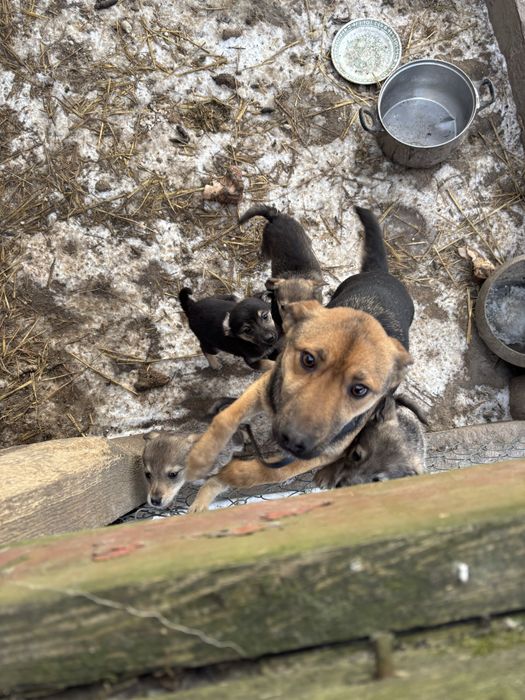 Собачки в хороші руки