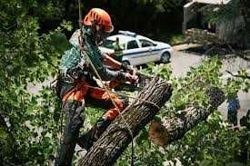 Trabalhos de remodelação e jardinagem em todas as regiões Margem Sul