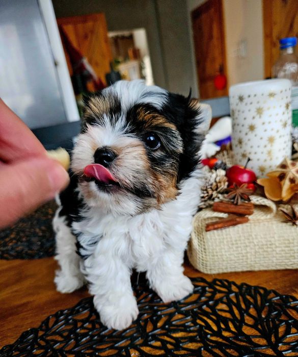 York biewer,malutki śliczny piesio