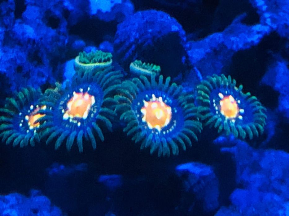 Vendo zoanthus stargazer