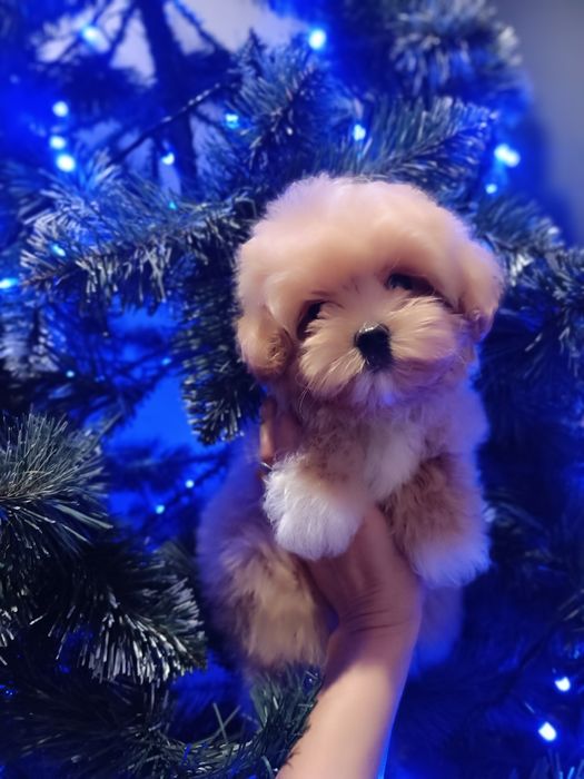 Дівчатка і хлопчики міні маленькі діти мальтіпу F2.і F1 Львів.