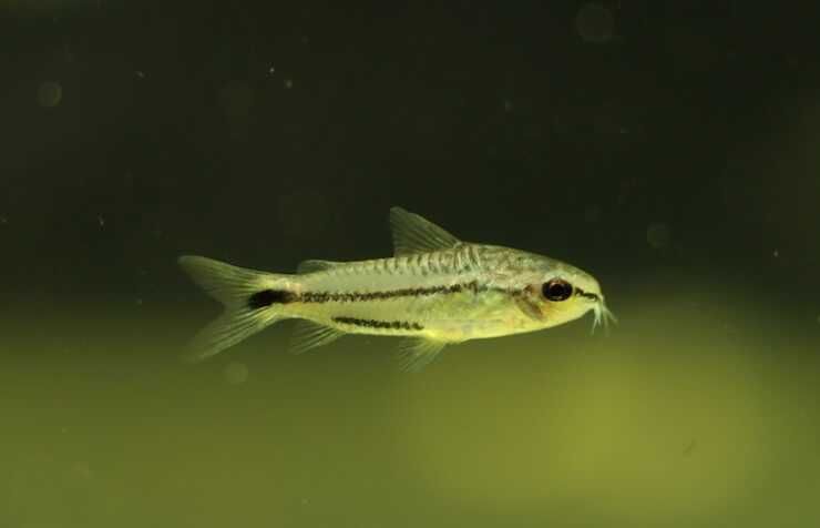 kirysek pigmej SKLEP ŻYRAFA