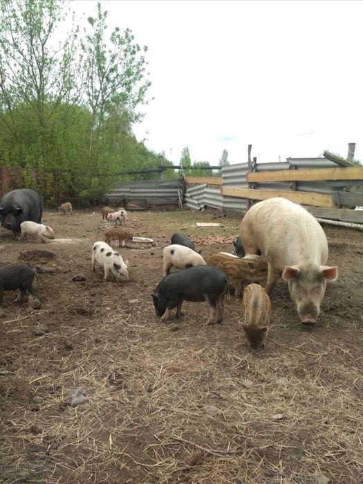 ПОРОСЯТА породи КАРМАЛ, не В'єтнамці!
