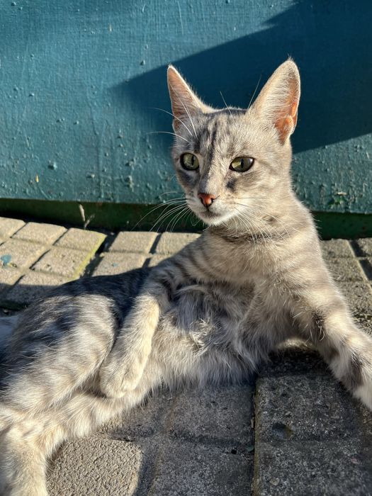 Віддам  в добрі руки