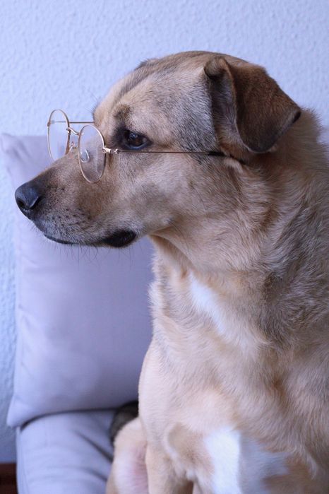 Sessões  Fotográficas  para patudos