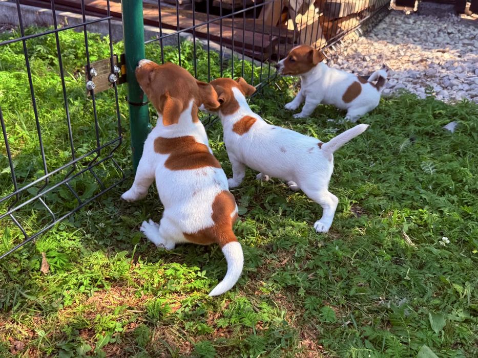 Piesek jack russell terrier