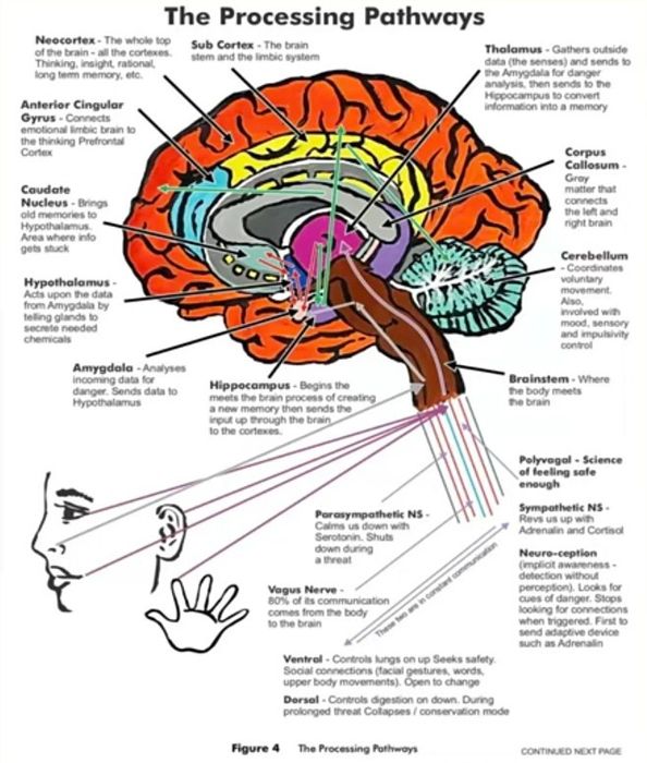 Логопед . Дефектолог