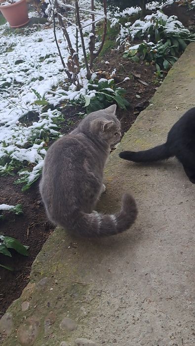 Маємо британське кошеня 6місяців 9травня народилася