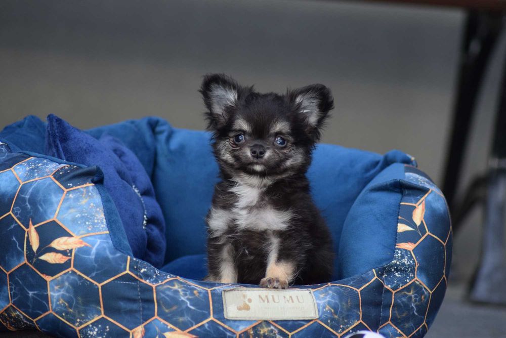 Chihuahua długowłosy chłopiec z metryką ZKwP - FCI