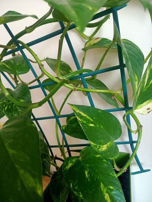 Epipremnum złociste