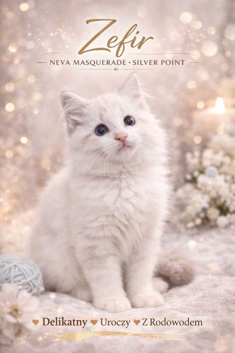 Zefir Dumka PL piękne kocięta syberyjskie neva masquerade