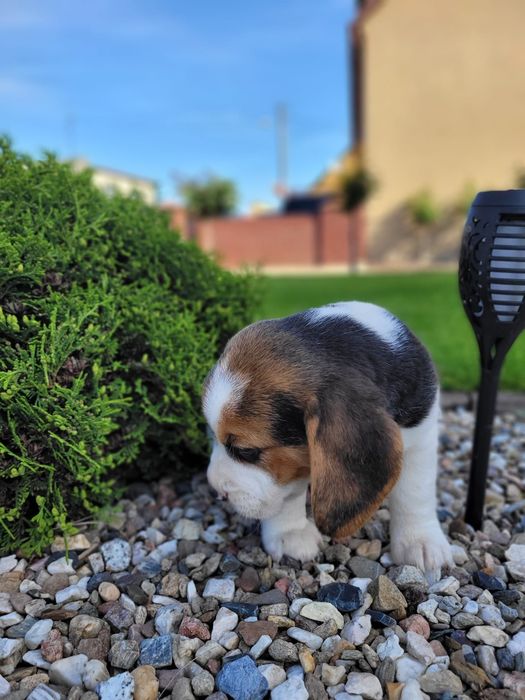 Beagle piękny suczka