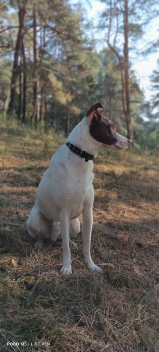 Пропала собака загубилася