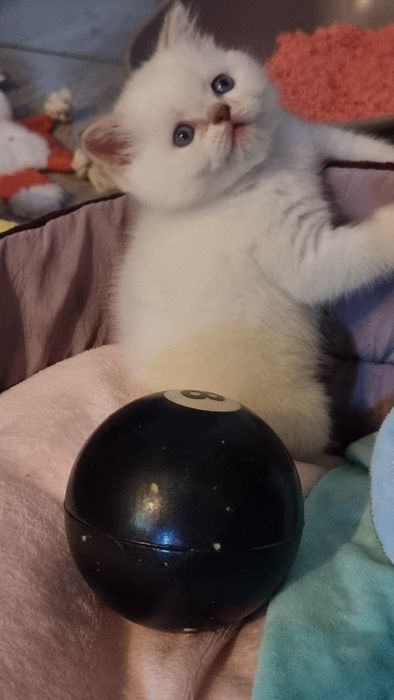 Шотландский  котик