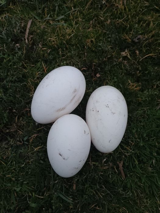 Jaja gęsie kołudzkie