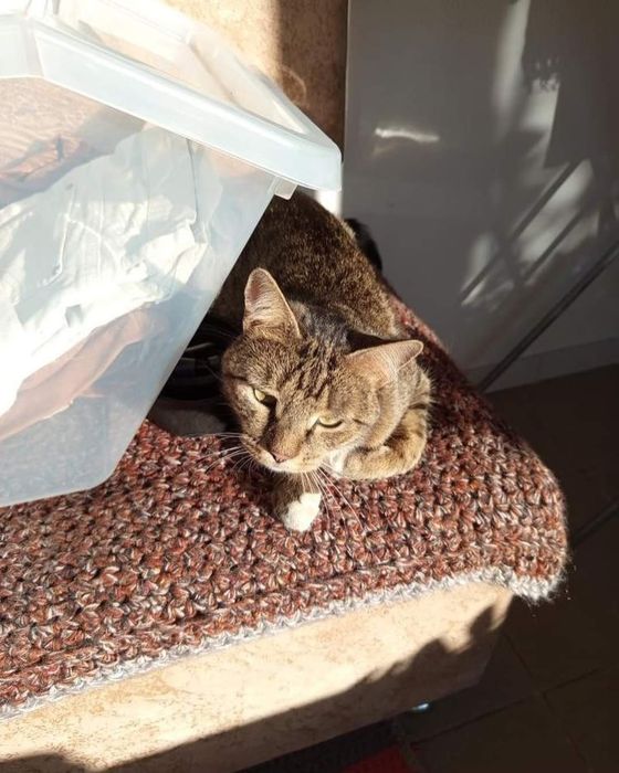 Пропала кошка, Хорошево