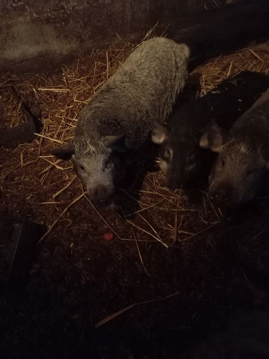 Sprzdam  swinie wietnamskie