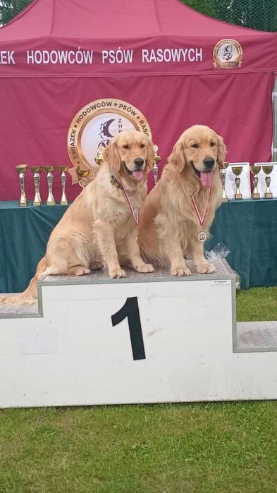 Вязка голден ретрівера