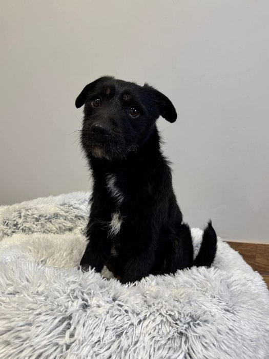 Śliczny grzeczny roczny Frutek do adopcji