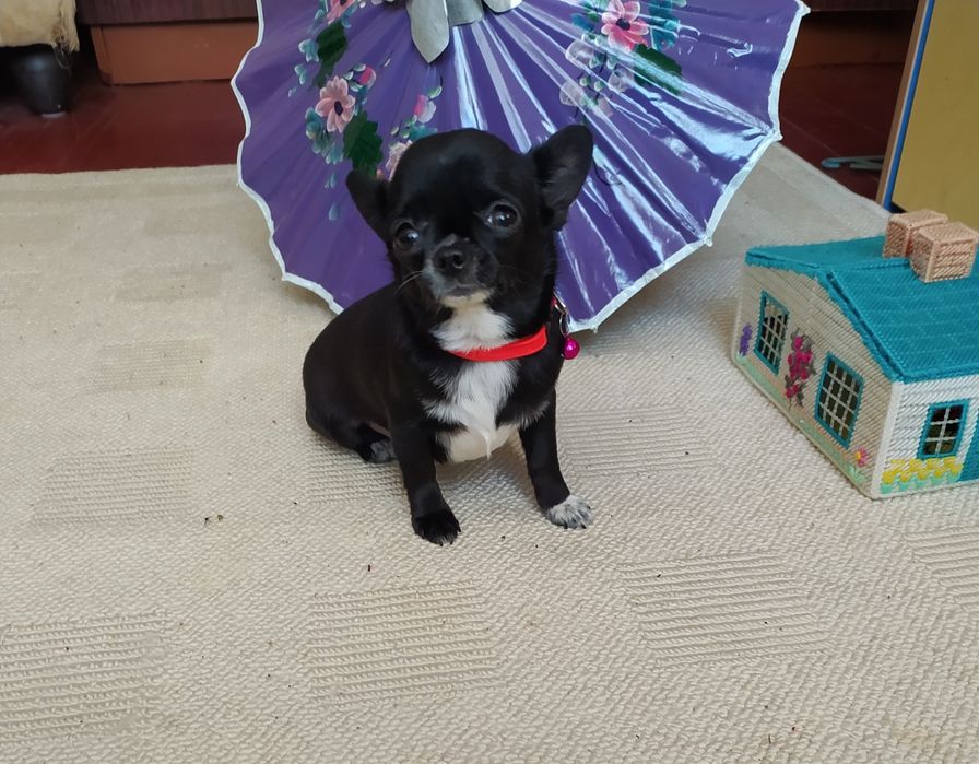 Міні дівчинка чекає на господаря.