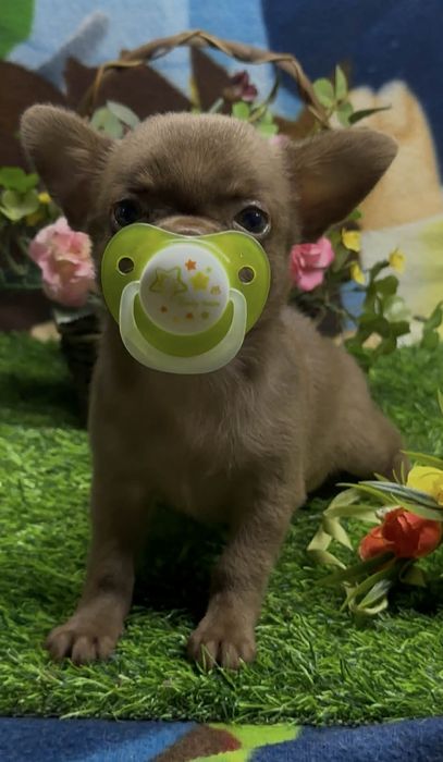 Миничка,девчушка ,чишка